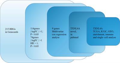 Combined bulk RNA and single-cell RNA analyses reveal TXNL4A as a new biomarker for hepatocellular carcinoma